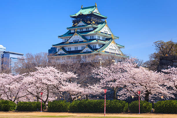 Osaka castle in cherry blossom season, Osaka, Japan stock photo