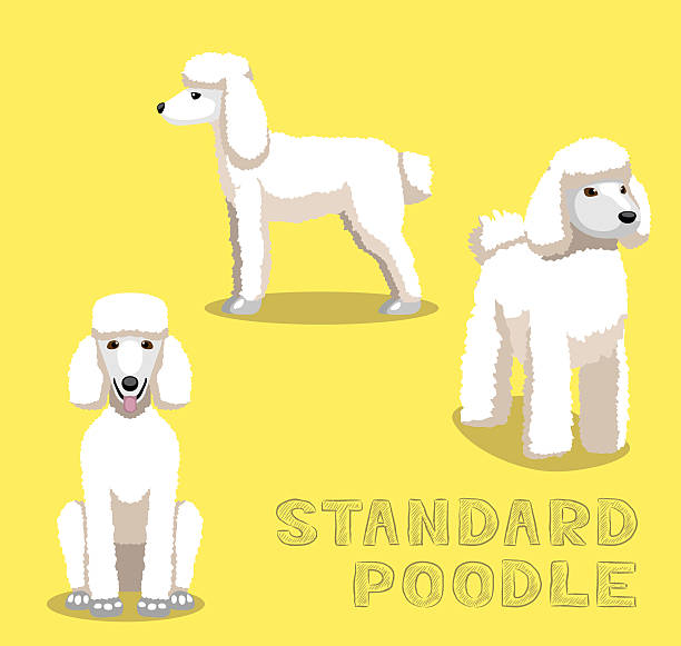 illustrations, cliparts, dessins animés et icônes de chien caniche illustration de vecteur de dessin animé norme - standard poodle