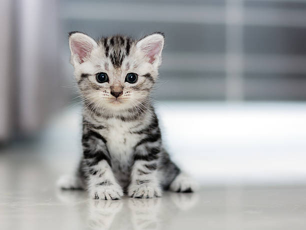 istock Cute American shorthair cat kitten 512492940