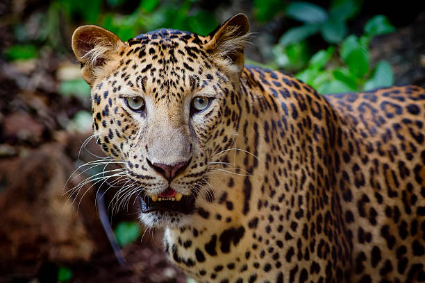 istock Close up portrait of leopard with intense eyes 512493001