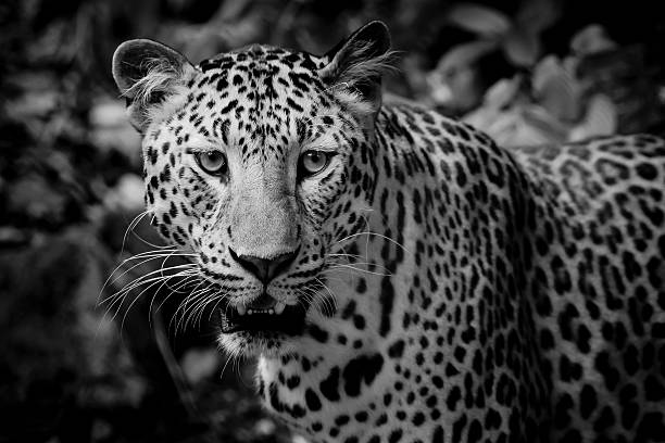 istock Close up portrait of leopard with intense eyes 512493023