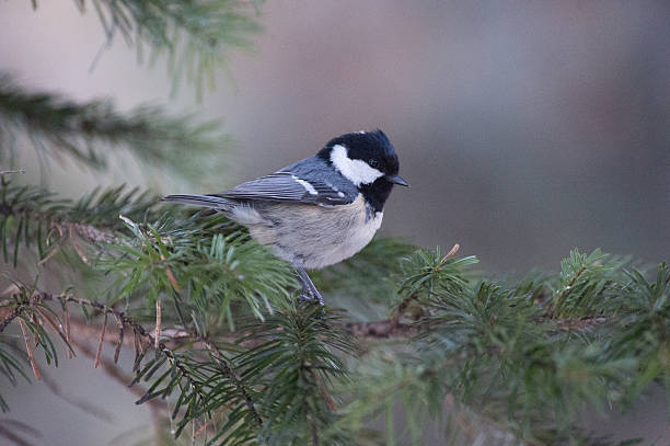 istock Wild bird in Hokkaido 512493360