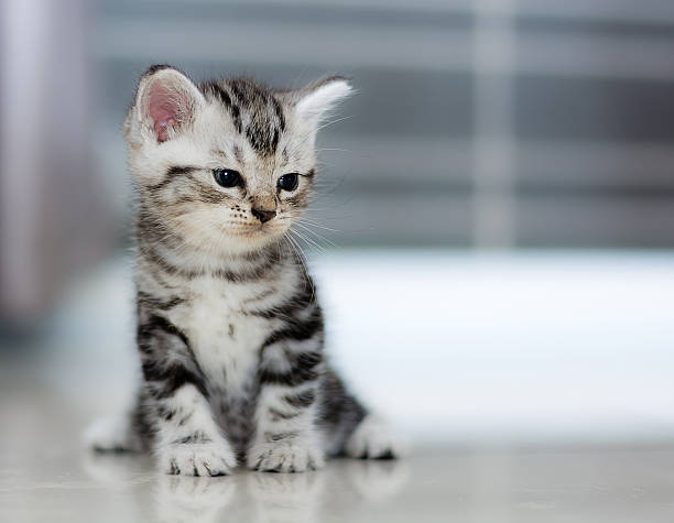 istock Cute American shorthair cat kitten 512493656