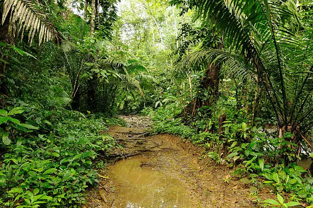 Wild Darien jungle near Colombia and Panama border