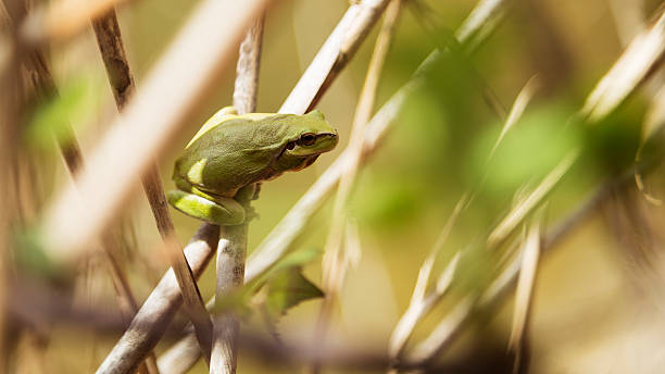 ハイラ meridionalis - green treefrog frog common frog tree frog ストックフォトと画像