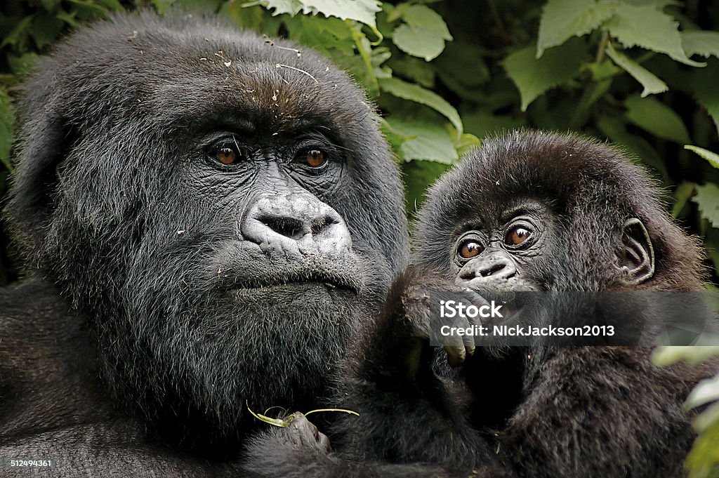 Madre de bebé & - Foto de stock de Uganda libre de derechos