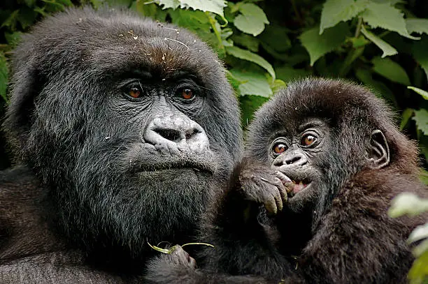 Bwindi Impenetrable Forest is a large primeval forest located in southwestern Uganda. The forest is one of the most biologically diverse areas on Earth, where half the world's population of the highly endangered Mountain Gorillas live. 