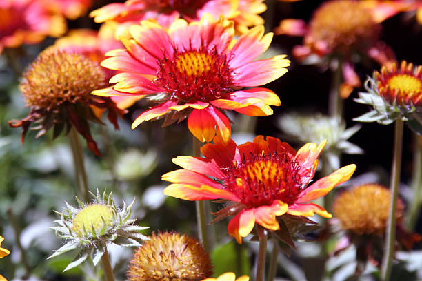 istock Gazania Flower 512494393