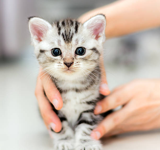 istock Cute American shorthair cat kitten 512494478