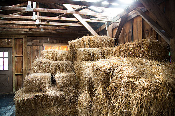 istock Bales of Hay 512494718