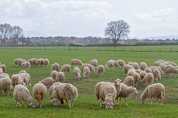 istock flock of sheeps in Tuscany 512494846