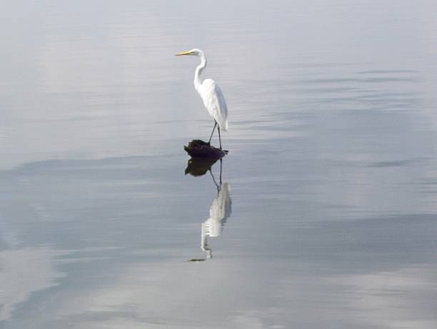 istock White Heron Standing on Piece of Wood 512495391