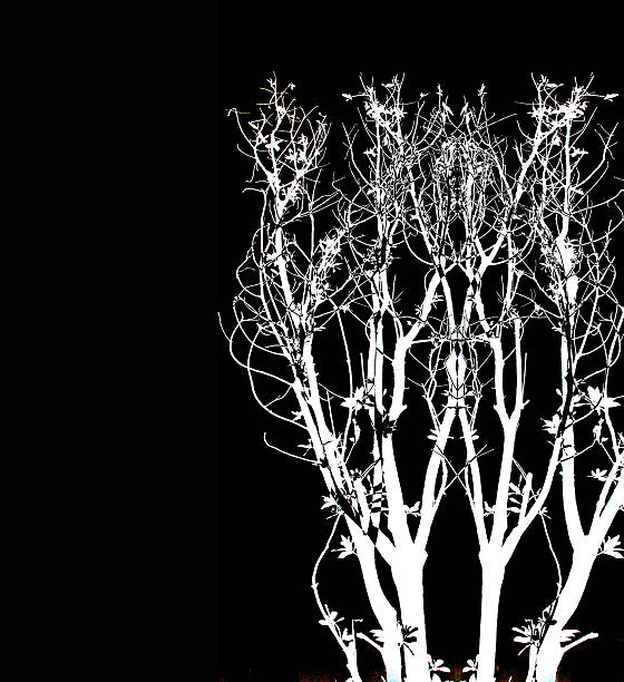 istock Branches of trees and leaves. 512496455