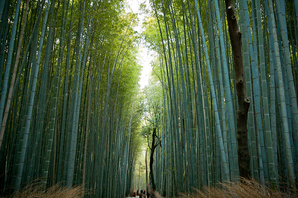 대나무 숲 아라시야마, 교토부 일본 - footpath single lane road bamboo bamboo shoot 뉴스 사진 이미지