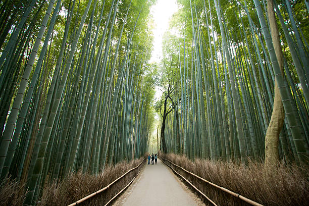 대나무 숲 아라시야마, 교토부 일본 - footpath single lane road bamboo bamboo shoot 뉴스 사진 이미지