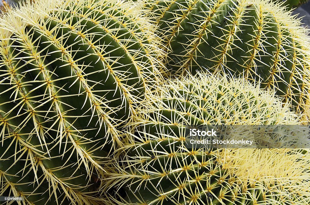 Cacti Cacti in Jardin de Cactus Cactus Stock Photo