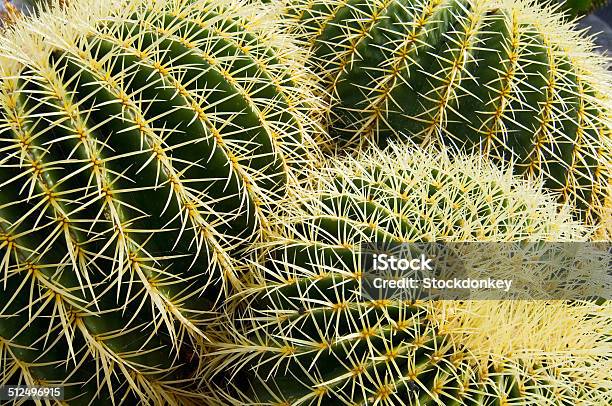 Cacti Stock Photo - Download Image Now - Cactus, Desert Area, Drought