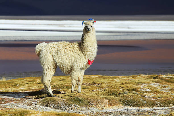 Vicuna wandering on vivid grassland near salt flat. Scenic view of wildlife in mountainous region. Remote highland scenery with grazing animals.