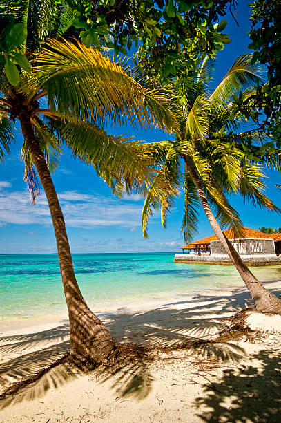 istock Palm trees on the sand beach 09 512497351