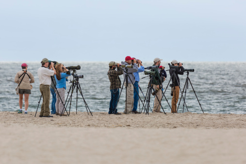 Cape May, New Jersey, USA - September 12, 2014: Birdwatchers and photographers view and photograph and extremely rare Whiskered Tern on the beach of Cape May New Jersey.  The Whiskered Tern is normally found in Europe and Asia, but this one crossed the Atlantic Ocean to appear in the Cape May New Jersey area.  This species of tern has only been verified three times in North America, and all three North American records are from Cape May, one in 1993, one in 1998 and and this one in September of 2014.  Needless to say, this brought birders from far and wide to view and photograph this rare bird.