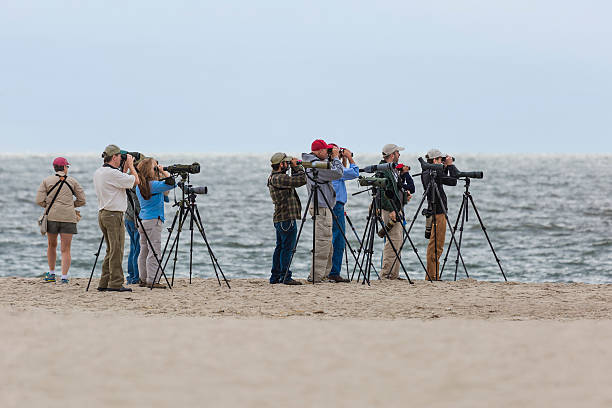 Birdwatching in Cape May New Jersey, Rare Whiskered Tern stock photo