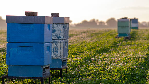 istock Bee hives for pollination in a clover field 512498439