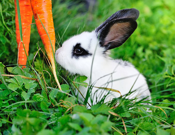 istock Funny baby white rabbit with a carrot on grass 512505192