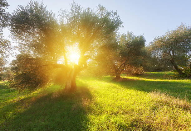 istock Summer garden and morning light 512507128