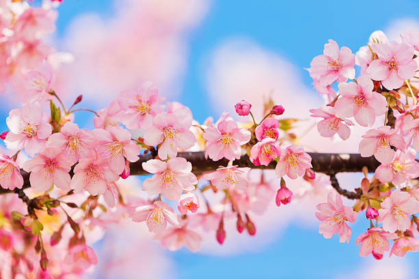 istock Pink Cherry Blossoms Against Clear Blue Sky 512508128