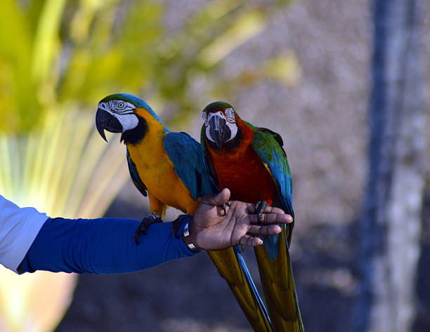 istock A couple of parrots in demonstration. 512510056