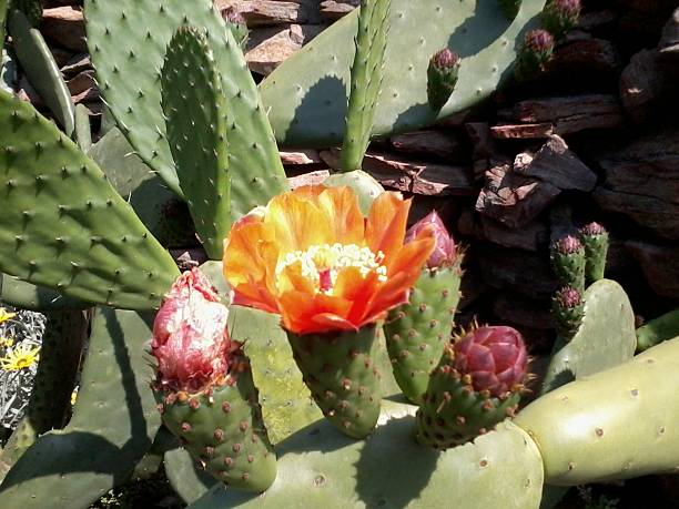 istock Prickly Pear Cactus with a Flower 512510060