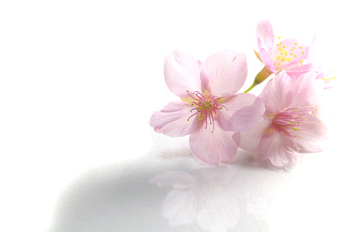 Japanese cherry blossom flowers in the white background