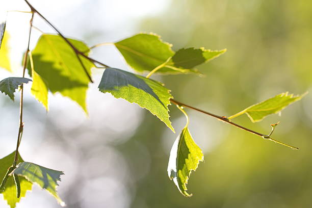 istock Branch of birch 512511394