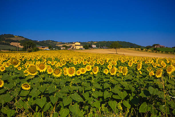 istock Sunflowers blooming against a bright sky 512512212
