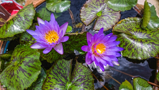 Close-up of violet Thai lotus