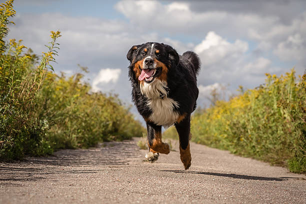 happy dog running happy dog jumping running at summer road bernese mountain dog photos stock pictures, royalty-free photos & images