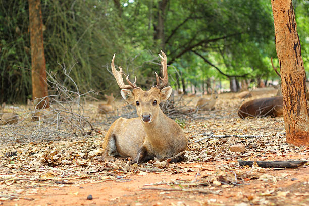 sika deer in the nature