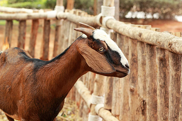 istock Close-up goat in the farm 512518997