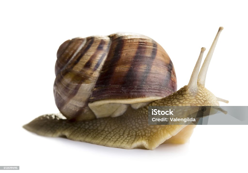 Snail Snail isolated on white background Snail Stock Photo