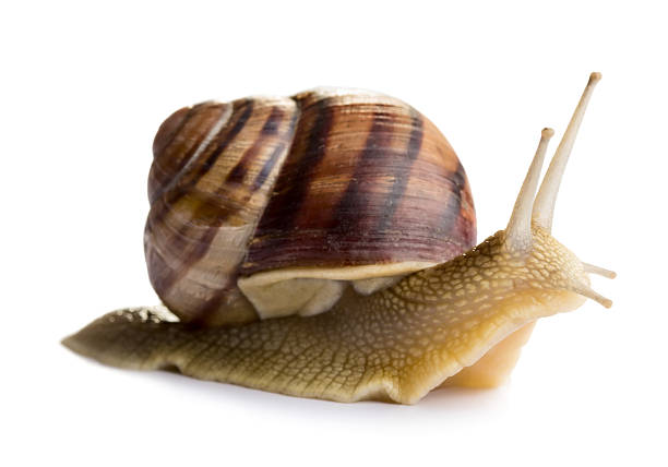 Snail Snail isolated on white background snail stock pictures, royalty-free photos & images