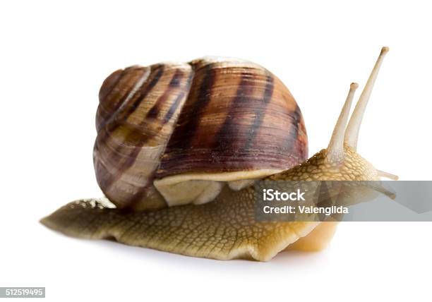 Snail Stock Photo - Download Image Now - Snail, Escargot, Large