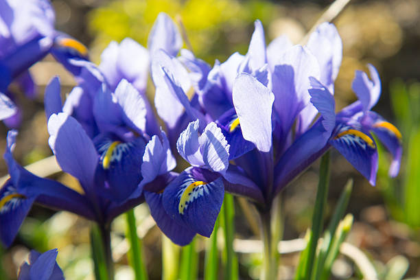 istock Spring iris flowers - shallow depth of field 512520826