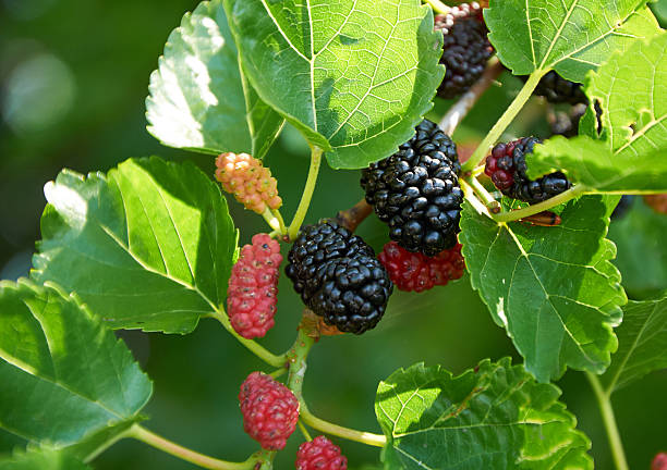 negro y rojo verde mulberries maduro - berry fruit pink vibrant color leaf fotografías e imágenes de stock