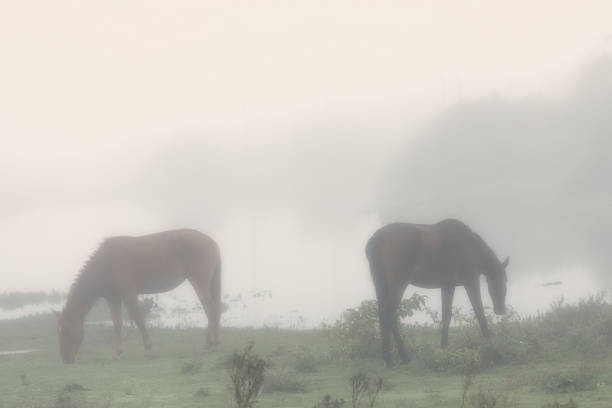 istock Horses in the mist 512520875