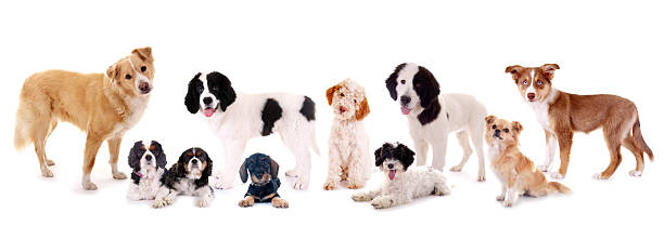 Dogs stock photo