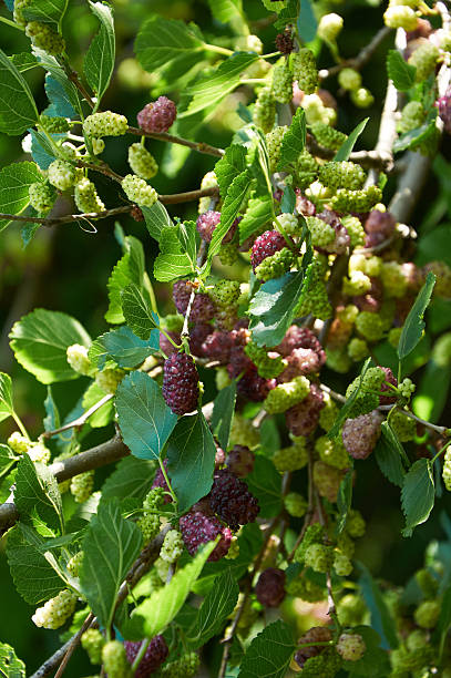 istock light purple mulberries on the branch 512521344