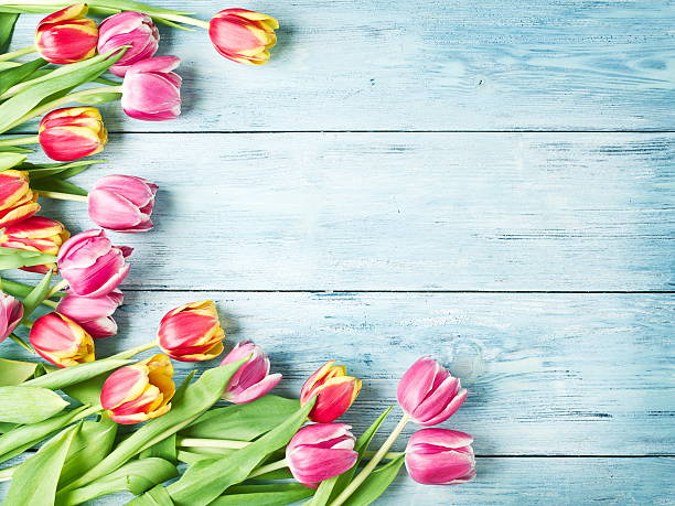 istock Pink and red tulips on a wooden background. 512521518