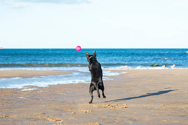 istock Dog jumping mid air to catch a ball 512522055