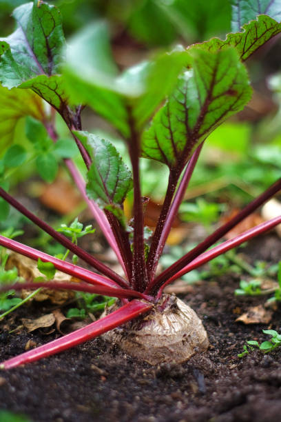 Ground Beetroot 3,200+ Le Growing Stock Photos, Pictures & Royalty-Free Images - iStock