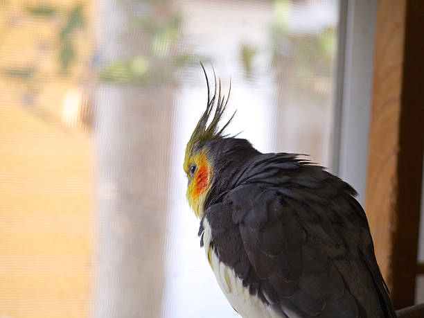 istock Cockatiel looking at the outside 512522910